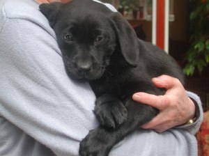 Nelly at 11 weeks old!